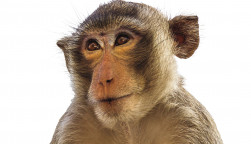 Macaque monkey