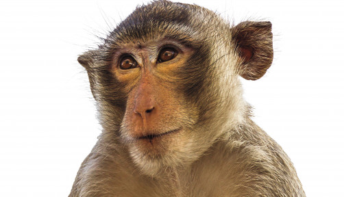 Macaque monkey