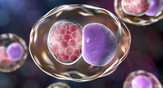 cell. 3D illustration showing group of chlamydial elementary bodies near the nucleus of a cell