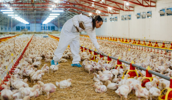 veterinarian examining chicken in farm